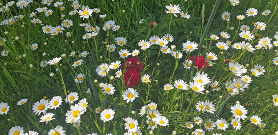 blumenwiese