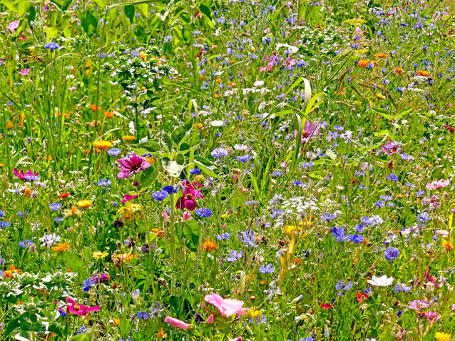 Bluehende, bunte Blumen auf Sommerwiese