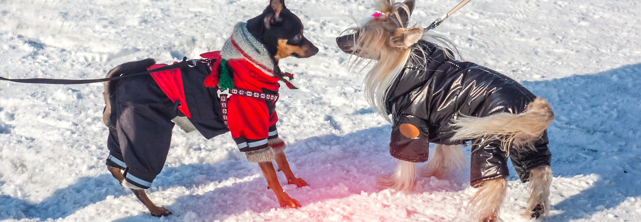 Zwei Hunde, in Hundewintermäntel eingepackt, treffen sich freudig im Schnee.