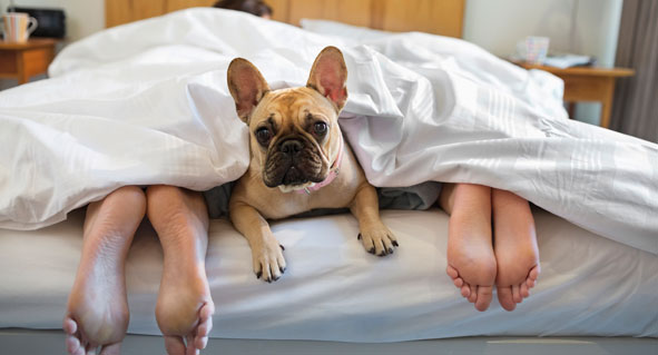 Paar liegt mit Hund im Bett