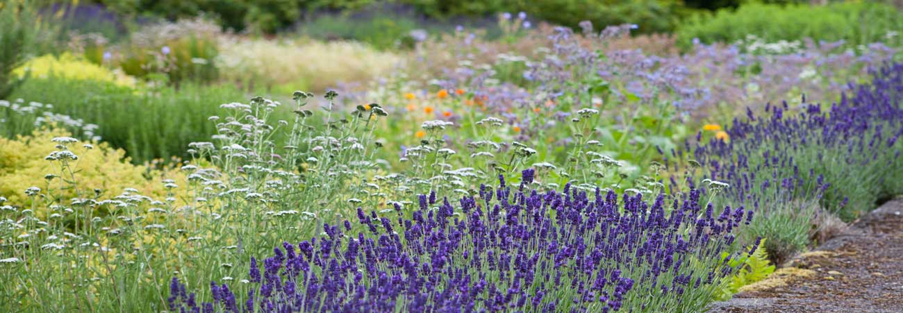 Bauern- und Heilgarten mit Lavendelpflanzen