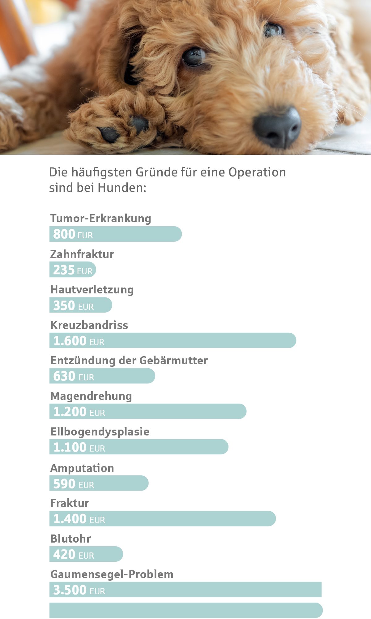 Hund