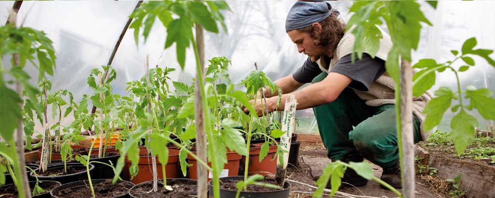 Mann pflanzt Tomatenpflanzen
