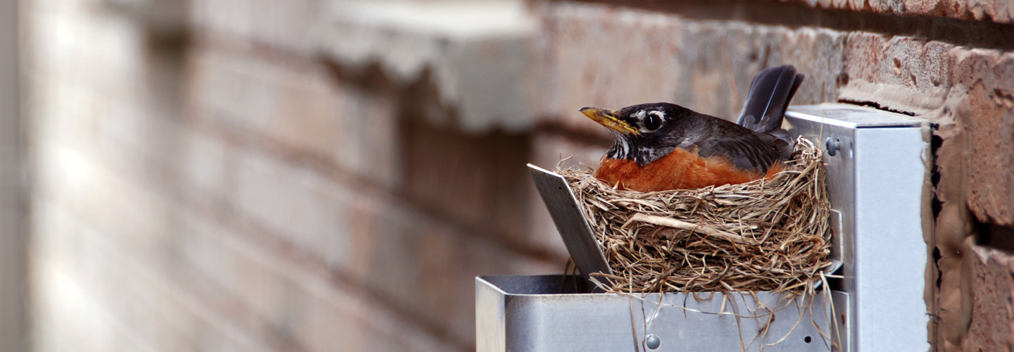 Ein Vogel im Nest.