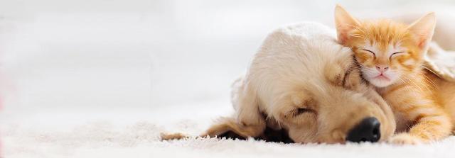 Katze und Hund kuscheln